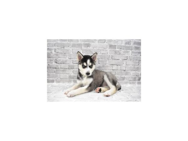 Siberian Husky DOG Female Black Grey and White 12044 Petland Henderson, Nevada