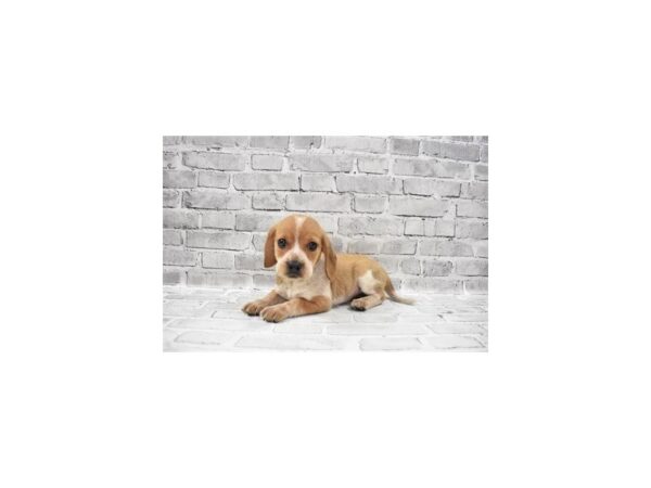 Beagle DOG Male Red and White 12045 Petland Henderson, Nevada