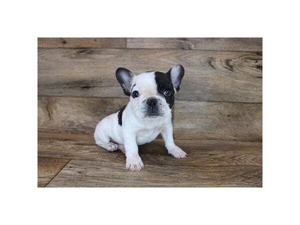 French Bulldog DOG Male Black 12048 Petland Henderson, Nevada