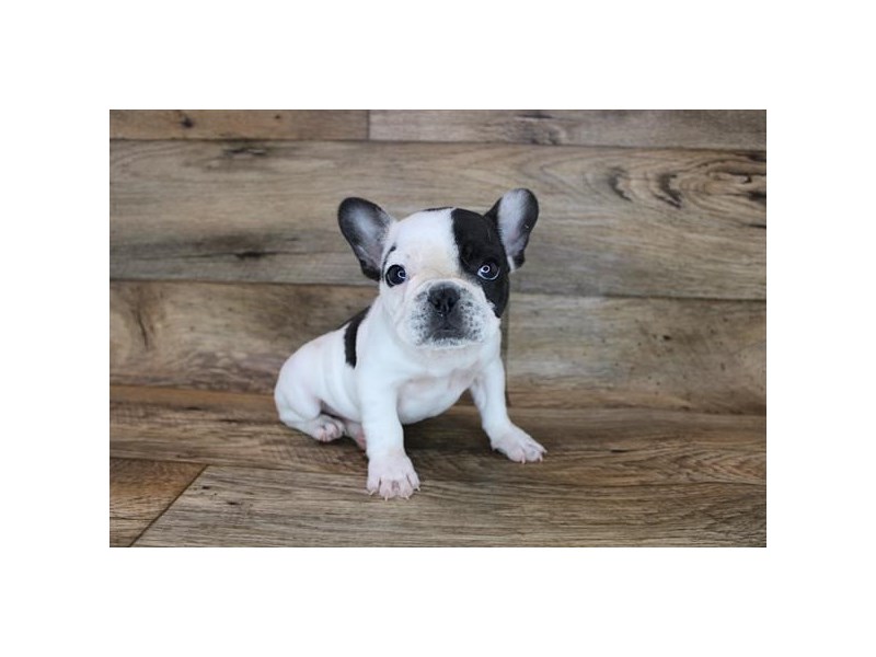 French Bulldog Puppy Black ID:12048 Located at Petland Henderson