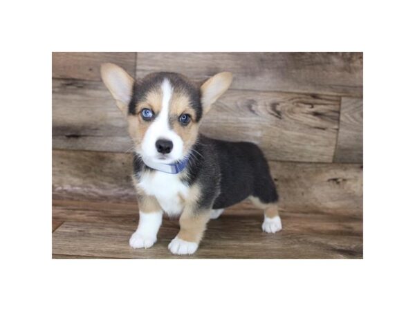 Pembroke Welsh Corgi DOG Male Black Tan / White 12050 Petland Henderson, Nevada