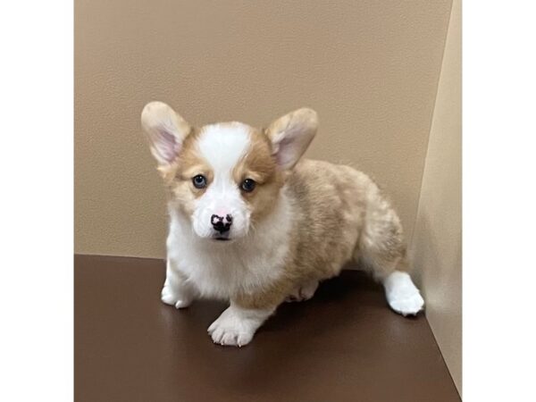 Pembroke/Cardigan Welsh Corgi-DOG-Male-Red Merle / White-12052-Petland Henderson, Nevada