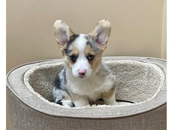 Pembroke/Cardigan Welsh Corgi-DOG-Male-Blue Merle-12053-Petland Henderson, Nevada