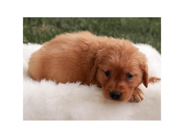 Golden Retriever-DOG-Female-Golden-12058-Petland Henderson, Nevada