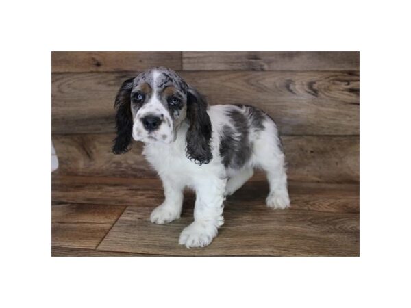 Cocker Spaniel DOG Female Blue Roan 12064 Petland Henderson, Nevada