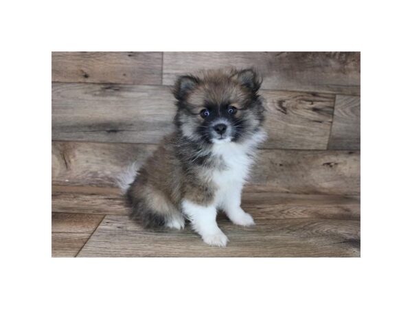 Pomeranian-DOG-Male-Red Sable-12060-Petland Henderson, Nevada
