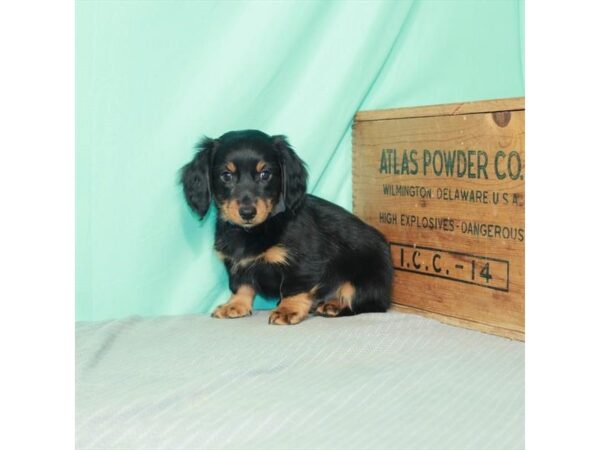 Dachshund DOG Male Black / Tan 12066 Petland Henderson, Nevada