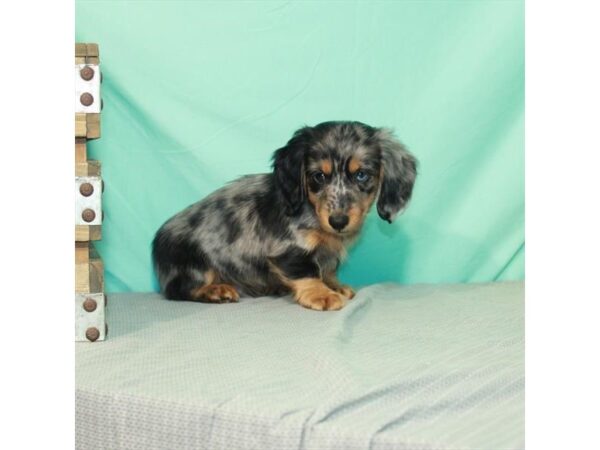 Dachshund DOG Male Blue Dapple 12067 Petland Henderson, Nevada