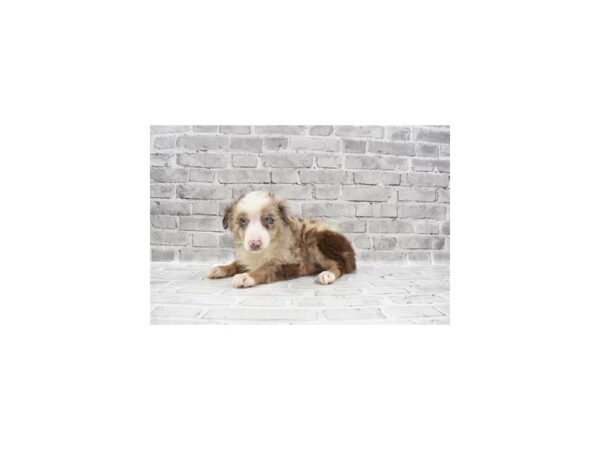 Miniature Australian Shepherd-DOG-Male-Red Merle-12056-Petland Henderson, Nevada