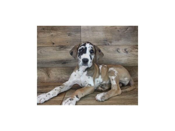 Great Dane DOG Female Fawnequin 12059 Petland Henderson, Nevada