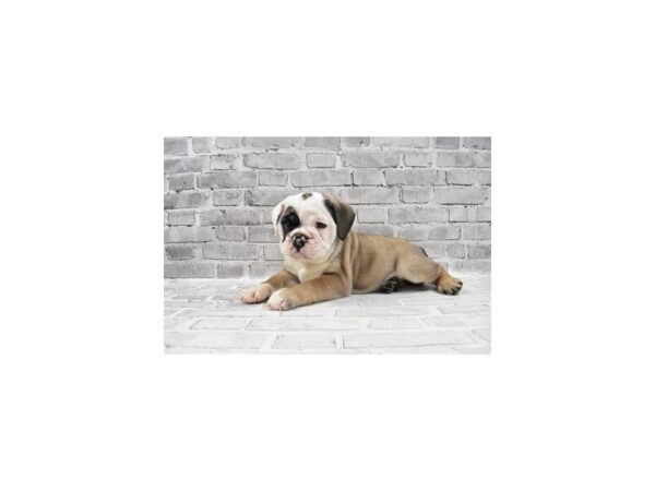 English Bulldog-DOG-Male-Fawn and White-12057-Petland Henderson, Nevada