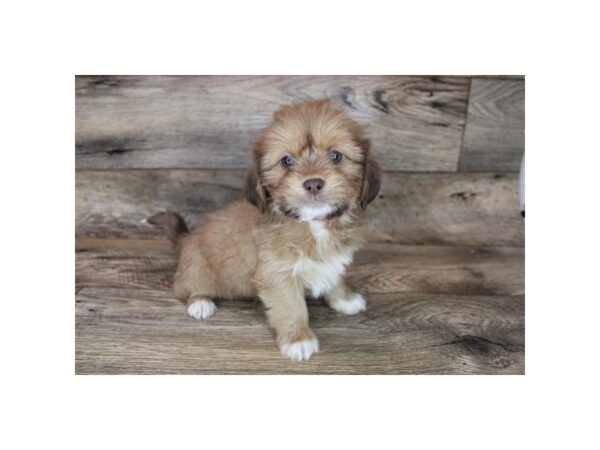 Lhasa Apso DOG Female Sable 12068 Petland Henderson, Nevada