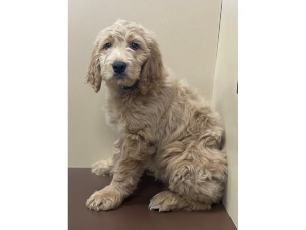 Goldendoodle DOG Male Golden 12055 Petland Henderson, Nevada