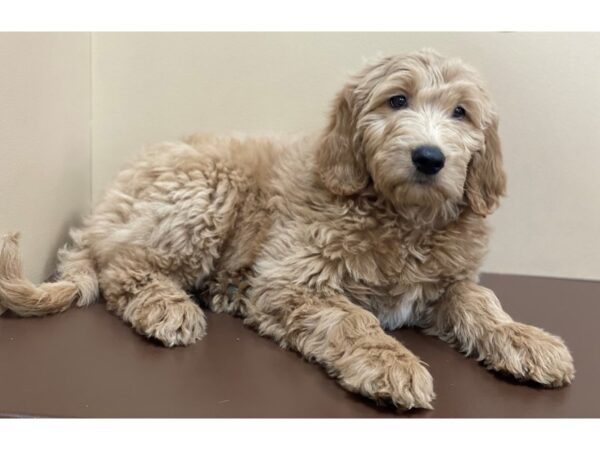 Goldendoodle DOG Male Golden 12054 Petland Henderson, Nevada