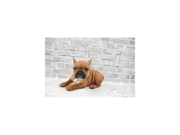 French Bulldog DOG Female Red 12070 Petland Henderson, Nevada