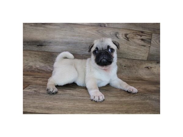 Pug-DOG-Male-Fawn-12079-Petland Henderson, Nevada