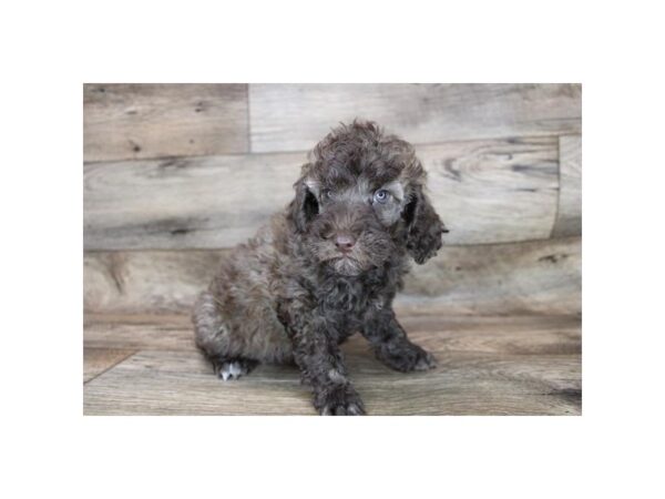 Poodle DOG Male Chocolate 12078 Petland Henderson, Nevada