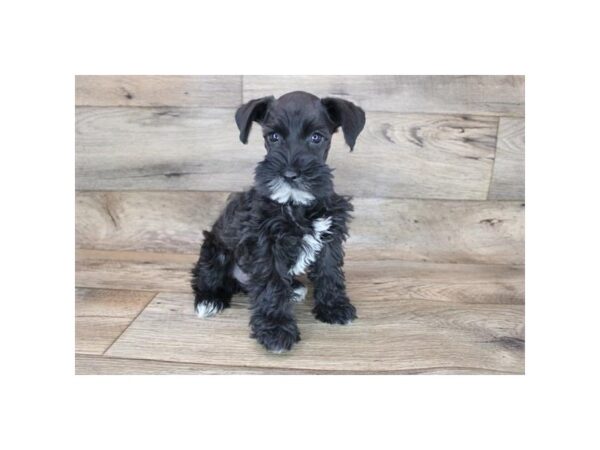 Miniature Schnauzer-DOG-Female-Black-12077-Petland Henderson, Nevada