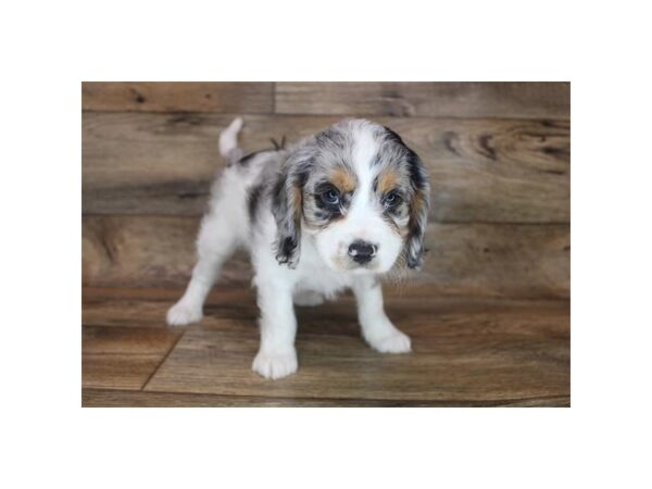 Cavapoo DOG Male Blue Merle / Tan 12081 Petland Henderson, Nevada