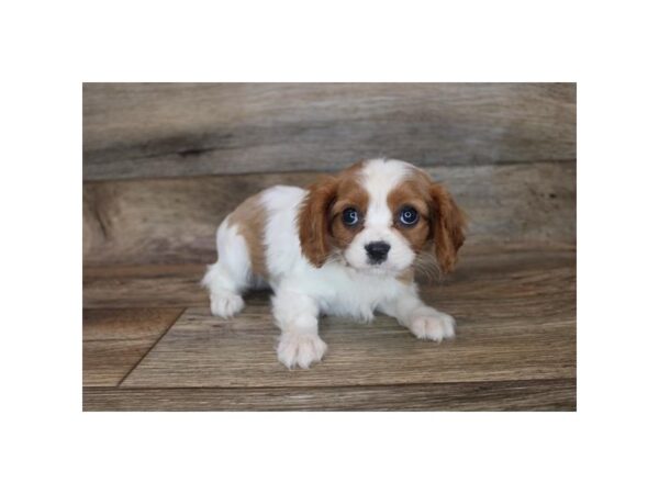 Cavalier King Charles Spaniel-DOG-Male-Blenheim-12075-Petland Henderson, Nevada