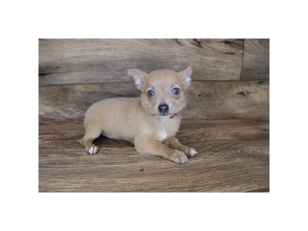 Chihuahua DOG Female Fawn 12076 Petland Henderson, Nevada