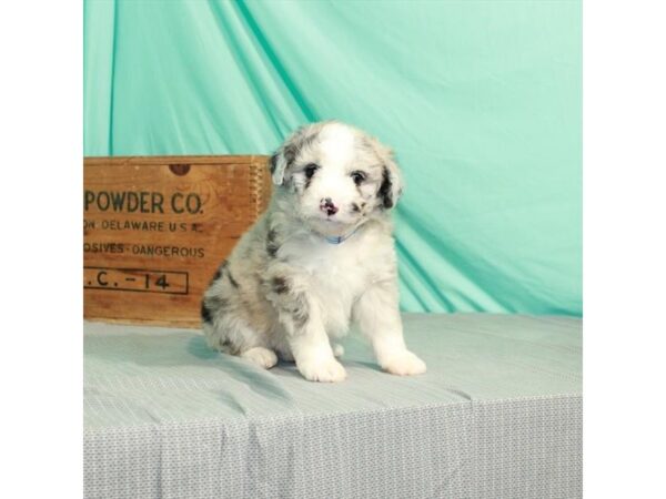 Aussiedoodle DOG Male Blue Merle 12080 Petland Henderson, Nevada