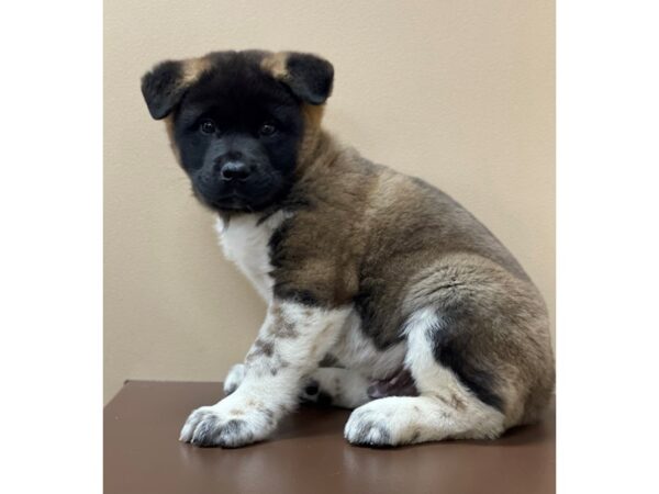 Akita DOG Male Black / White 12074 Petland Henderson, Nevada