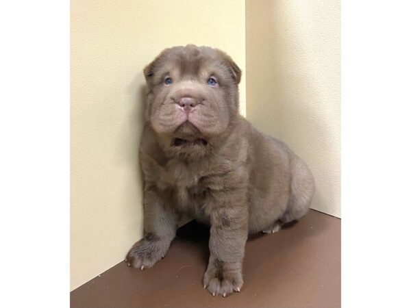 Ori Pei-DOG-Male-Chocolate-12083-Petland Henderson, Nevada