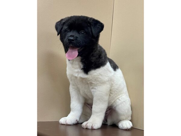 Akita DOG Female Fawn, Black Overlay 12073 Petland Henderson, Nevada