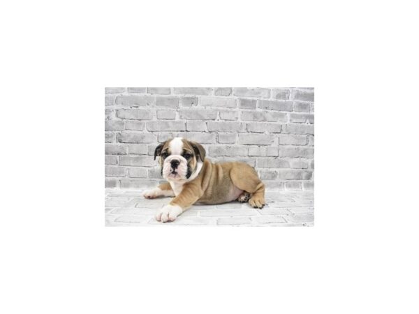 English Bulldog DOG Male Fawn and White 12092 Petland Henderson, Nevada