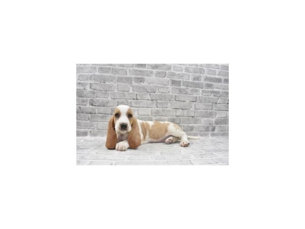 Basset Hound DOG Female Lemon and White 12093 Petland Henderson, Nevada