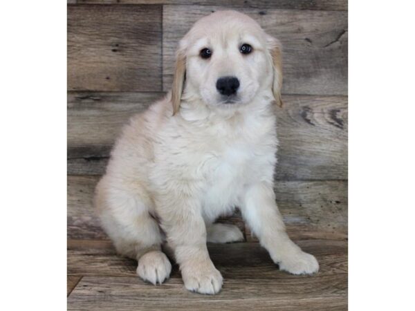 Golden Retriever-DOG-Female-Light Golden-12084-Petland Henderson, Nevada