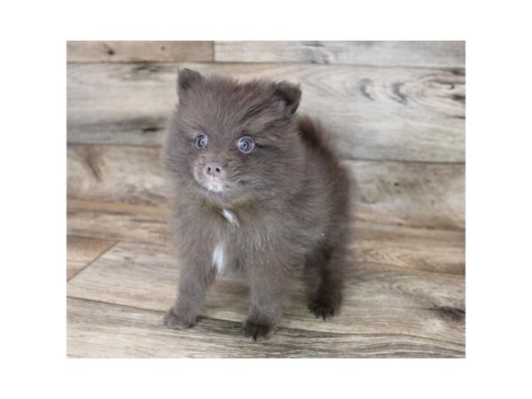 Pomeranian-DOG-Female-Chocolate-12085-Petland Henderson, Nevada
