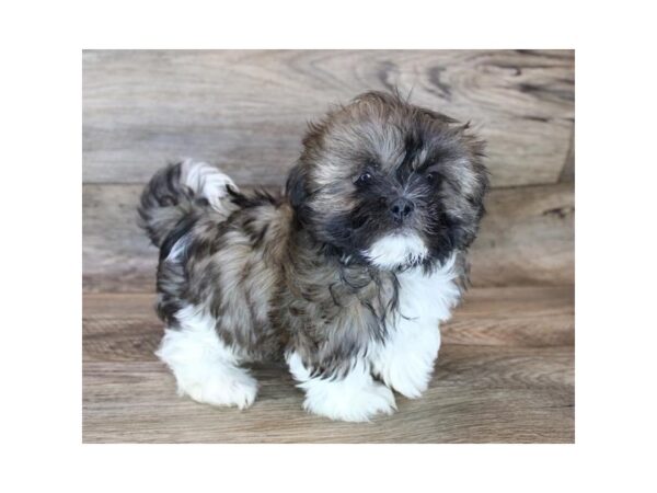 Teddy Bear-DOG-Male-Sable / White-12088-Petland Henderson, Nevada