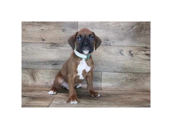 Boxer DOG Male Fawn 12090 Petland Henderson, Nevada