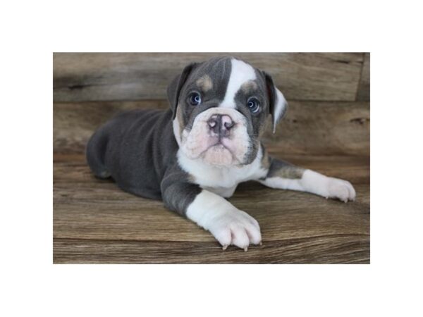 English Bulldog DOG Female Blue Tan / White 12091 Petland Henderson, Nevada