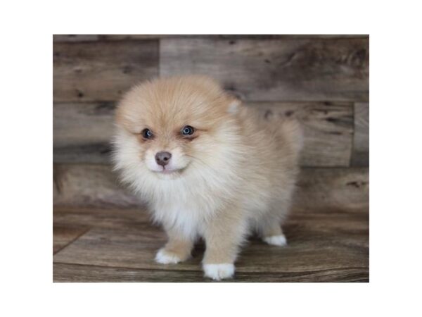 Pomeranian-DOG-Male-Red-12086-Petland Henderson, Nevada