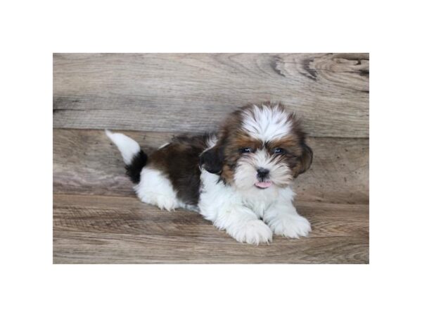 Shorkie-DOG-Female-Chocolate / Tan-12089-Petland Henderson, Nevada