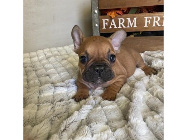 French Bulldog DOG Male Fawn 12096 Petland Henderson, Nevada