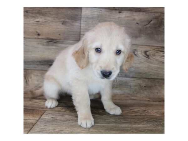 Golden Retriever-DOG-Male-Golden-12101-Petland Henderson, Nevada