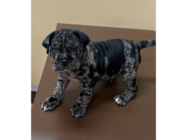 Ori Hippo Pei-DOG-Male-Blue Merle-12103-Petland Henderson, Nevada