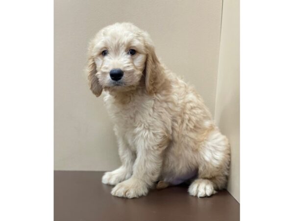 Goldendoodle DOG Male Apricot 12098 Petland Henderson, Nevada