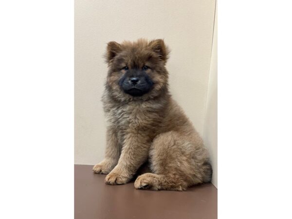 Chow Chow DOG Female Cinnamon 12102 Petland Henderson, Nevada