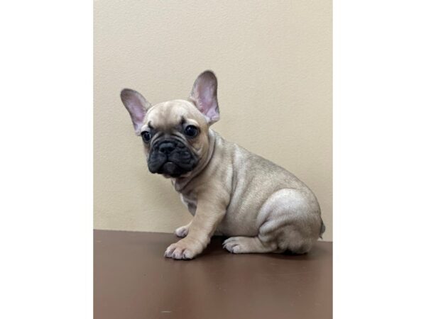 French Bulldog DOG Female Fawn 12095 Petland Henderson, Nevada