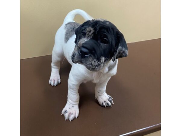 Ori Hippo Pei-DOG-Male-Blue Merle-12104-Petland Henderson, Nevada