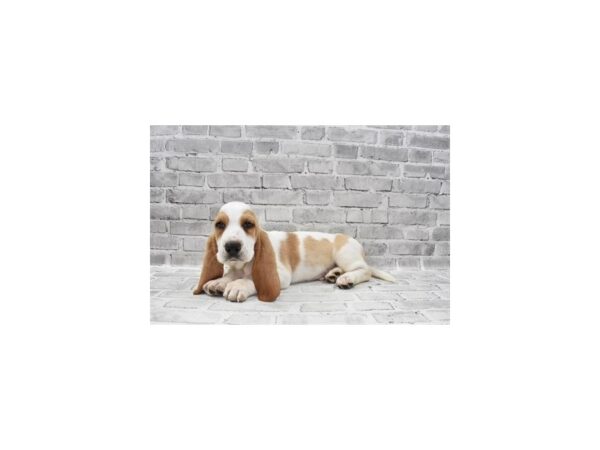 Basset Hound DOG Male Lemon and White 12113 Petland Henderson, Nevada