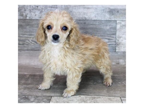 Poodle-DOG-Female-Apricot-12107-Petland Henderson, Nevada