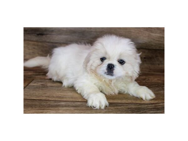 Pekingese DOG Male Cream 12106 Petland Henderson, Nevada