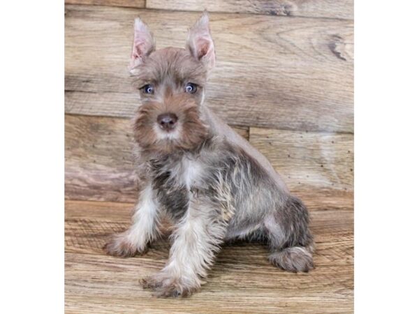 Miniature Schnauzer DOG Male Liver Pepper 12105 Petland Henderson, Nevada