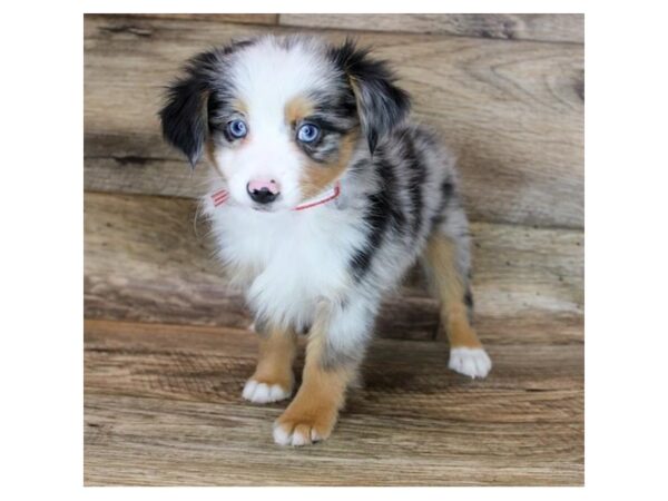 Miniature Australian Shepherd DOG Male Blue Merle 12111 Petland Henderson, Nevada